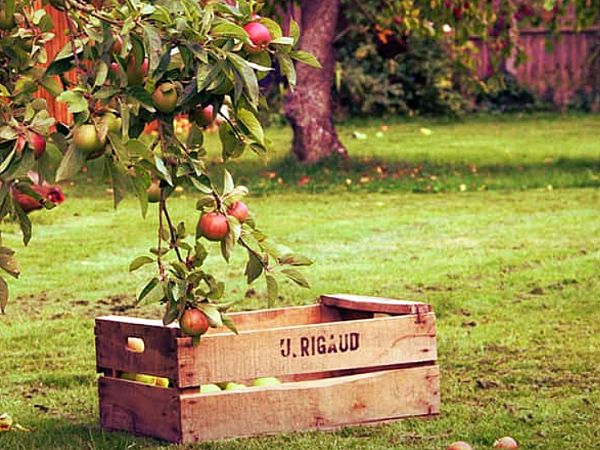 Как ухаживать за фруктовыми деревьями при посадке осенью?